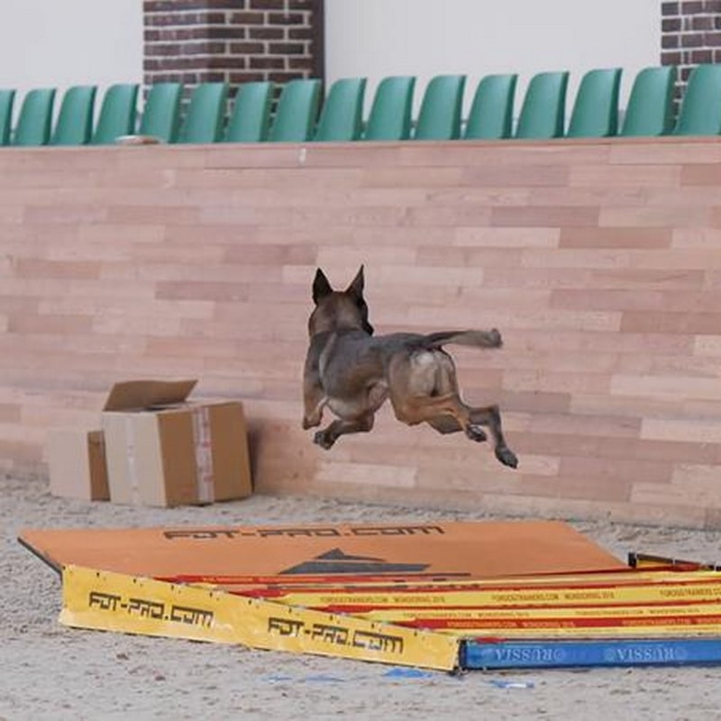 Барьер для прыжков в длину «Long jump» дрессировка бельгийской овчарки